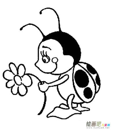 七星瓢虫 七星瓢虫