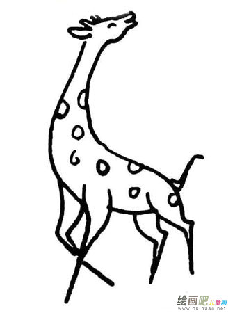 长颈鹿 长颈鹿