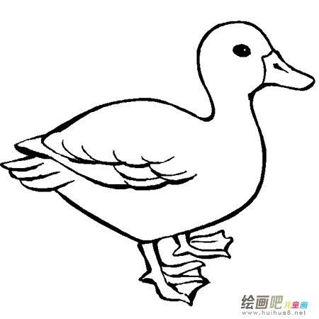 小鸭 小鸭