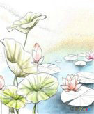 彩色铅笔画：荷花