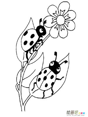 七星瓢虫 七星瓢虫