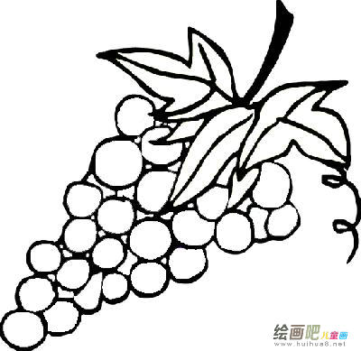 水果简笔画:我爱荔枝 水果简笔画:我爱荔枝
