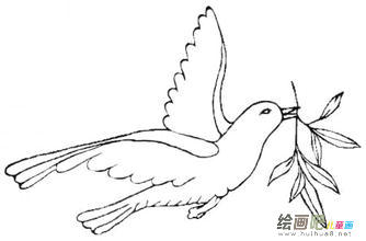 和平鸽简笔画：飞吧，和平鸽