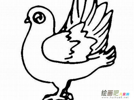 和平鸽简笔画:和平鸽是和平的象征 和平鸽简笔画:和平鸽是和平的象征