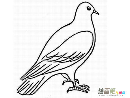 和平鸽简笔画:飞翔的和平鸽 和平鸽简笔画:飞翔的和平鸽