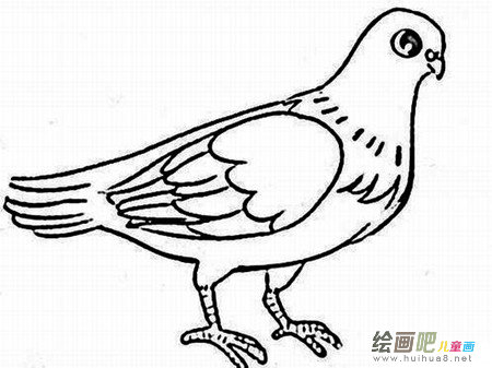 和平鸽简笔画:放飞和平鸽 和平鸽简笔画:放飞和平鸽