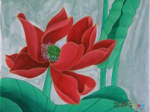 水彩画：灿烂盛开的红莲