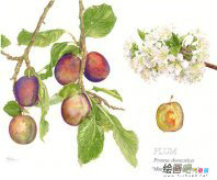 彩色铅笔画：如何体现彩铅表现力