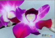 水彩画：蝴蝶兰水彩画绘画教程详解