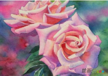 水彩画：水彩月季花绘画步骤教程
