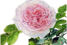 水彩画：漂亮的玫瑰花水彩画