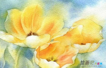 水彩画：唯美郁金香水彩画