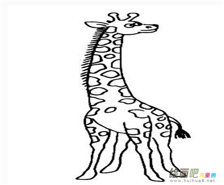 长颈鹿简笔画:长颈鹿桥 长颈鹿简笔画:长颈鹿桥
