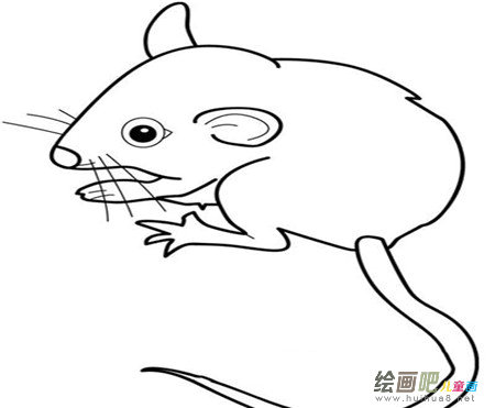 小老鼠简笔画:猫捉老鼠 小老鼠简笔画:猫捉老鼠