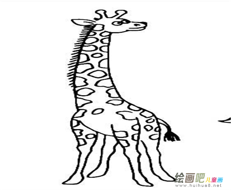 长颈鹿简笔画:长颈鹿_650字 长颈鹿简笔画:长颈鹿_650字
