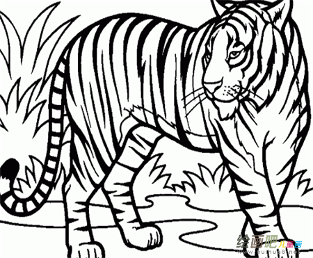 老虎简笔画:老虎的假胡子 老虎简笔画:老虎的假胡子