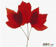 书签制作方法：树叶书签