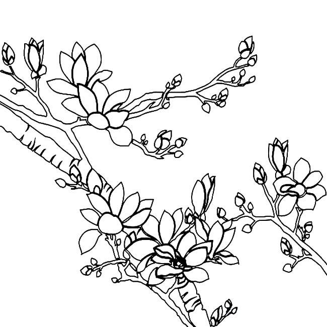 玉兰花植物花简笔画步骤图片大全