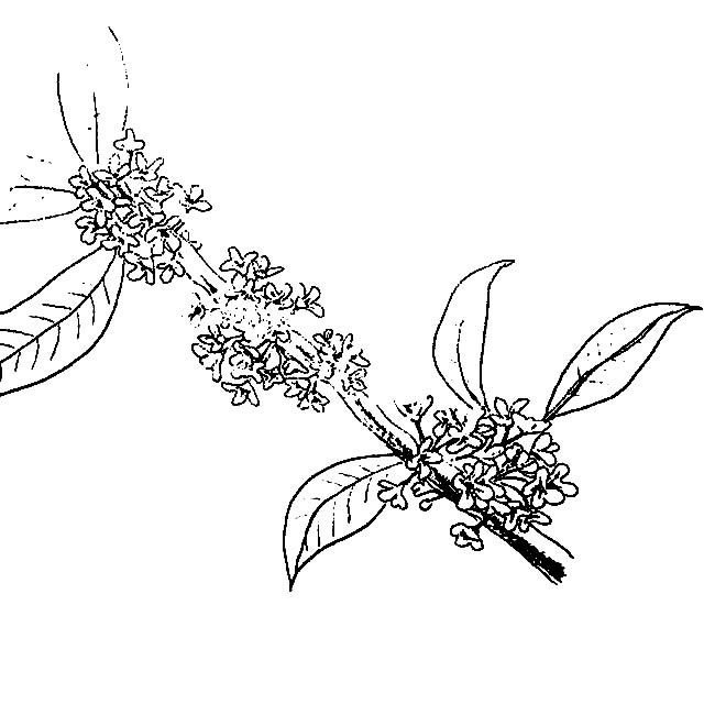 桂花简笔画图片