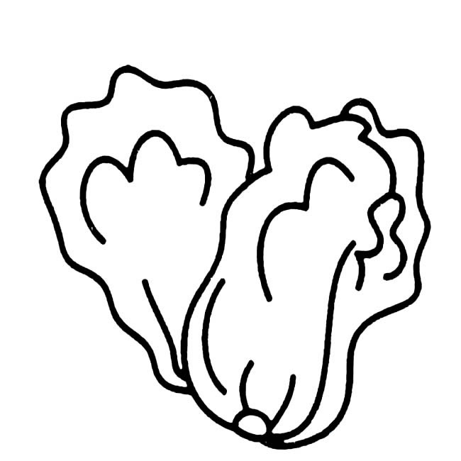 两颗白菜蔬菜简笔画步骤图片大全
