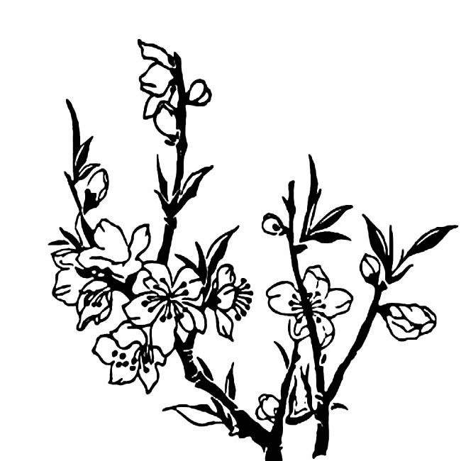 桃花植物花简笔画步骤图片大全