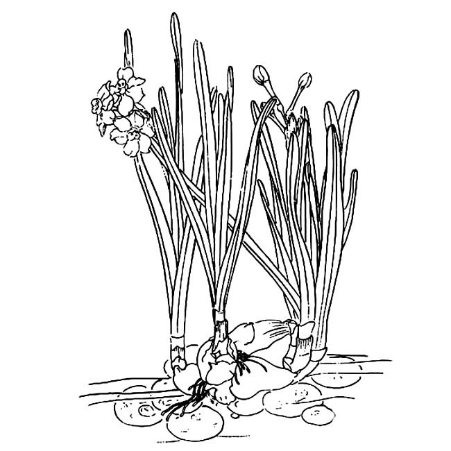 水仙花简笔画图片