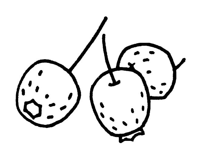 山楂简笔画图片