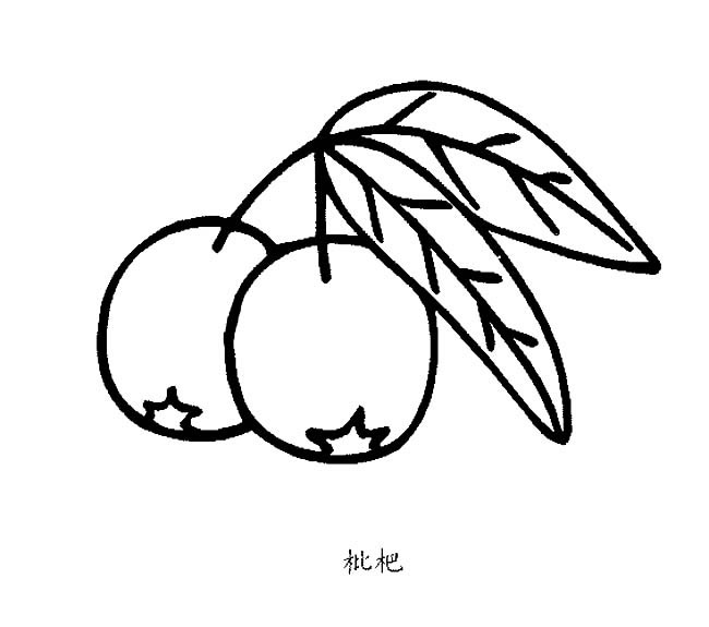 枇杷简笔画图片
