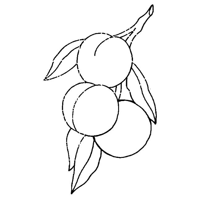 桃子简笔画图片