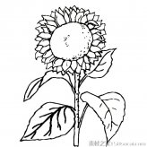 向日葵简笔画图片