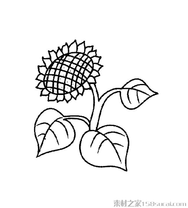 向日葵简笔画图片
