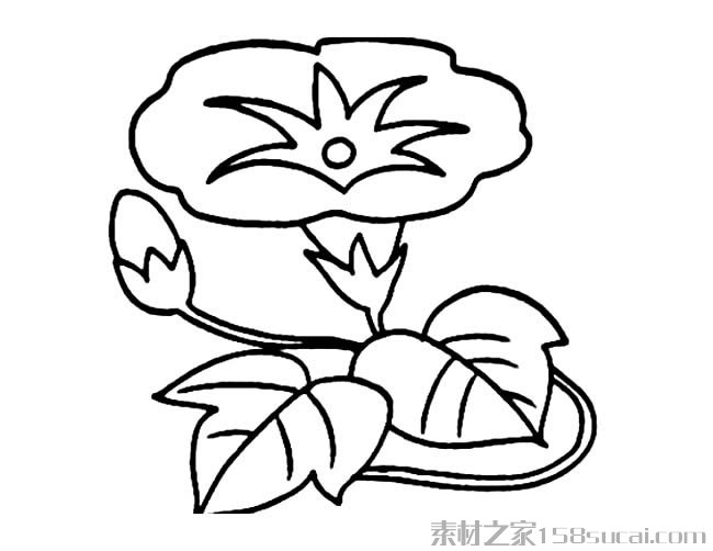 喇叭花简笔画图片