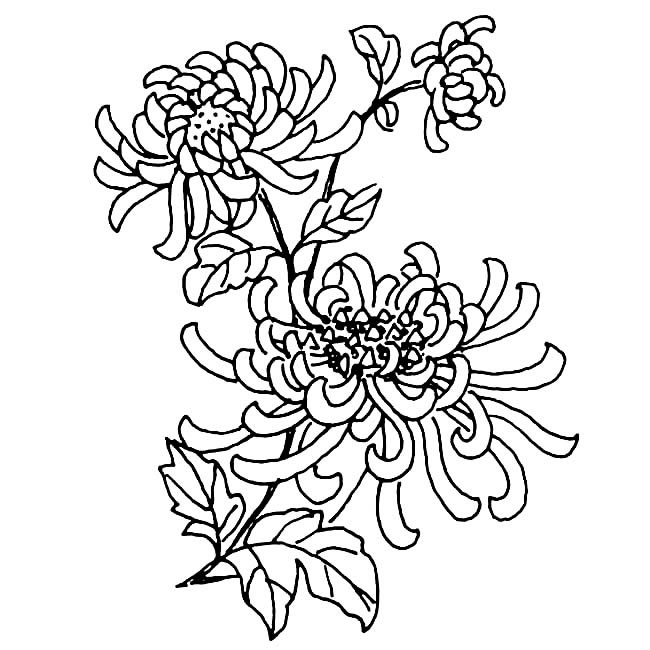 手绘菊花简笔画图片