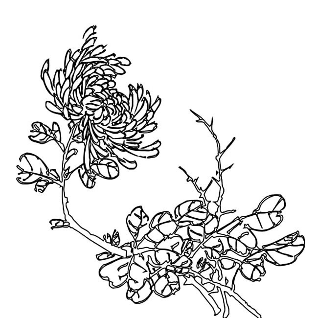 手绘菊花简笔画图片