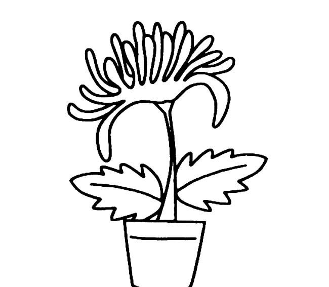 手绘菊花简笔画图片