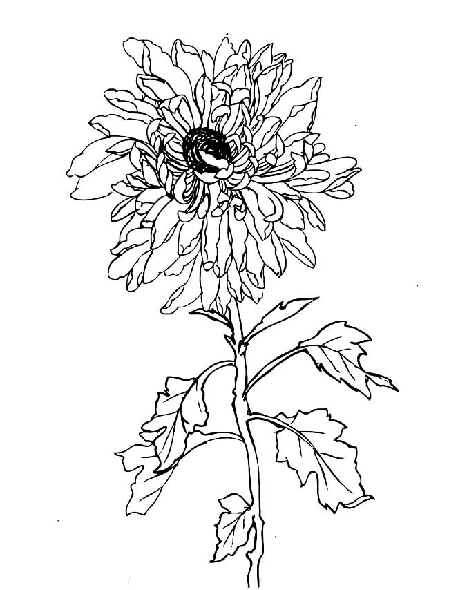 手绘菊花简笔画图片