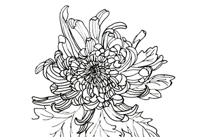 手绘菊花简笔画图片