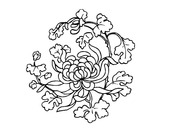 手绘菊花简笔画图片