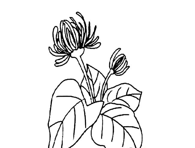 带叶子的菊花简笔画图片