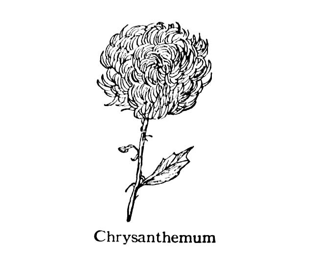 一朵菊花简笔画图片