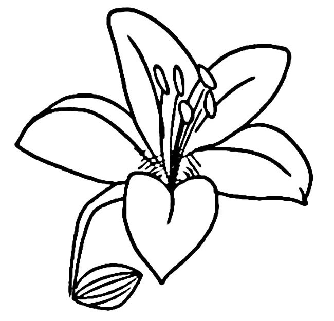 手绘花朵简笔画图片