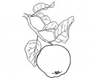 /jianbihua/shenghuojianbi/19480.html