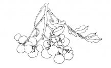 /jianbihua/shenghuojianbi/19675.html