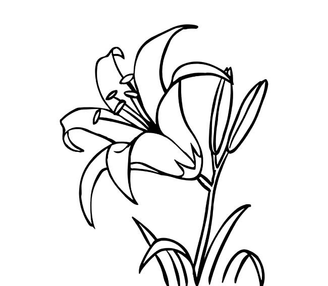 百合花简笔画图片