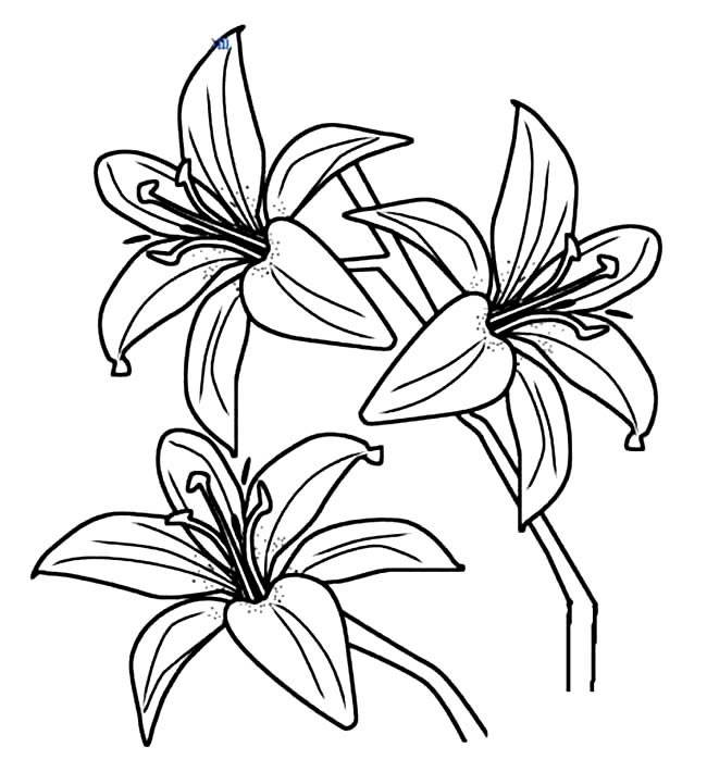百合花简笔画图片