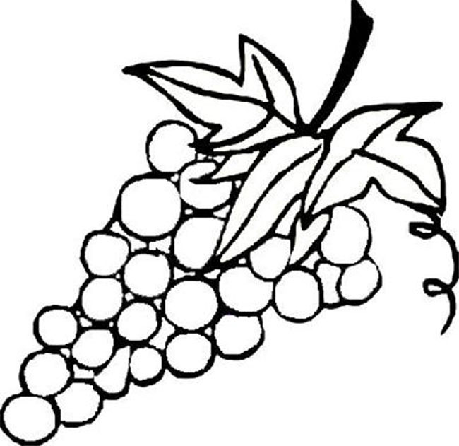 一串葡萄简笔画步骤图片大全