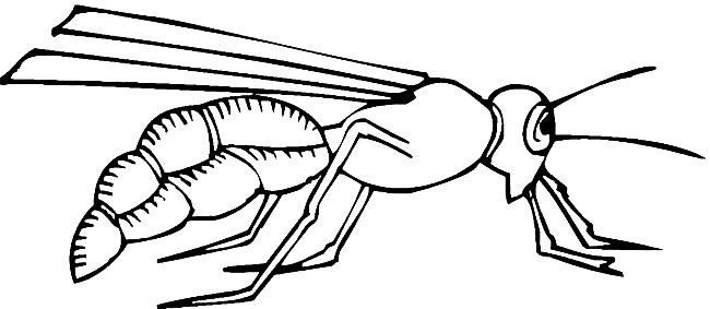 大黄蜂简笔画步骤图片大全