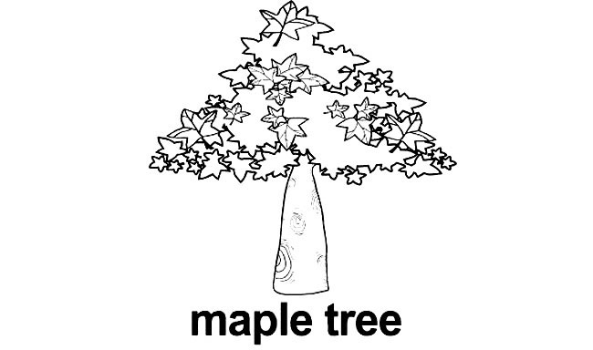 枫叶树植物简笔画步骤图片大全