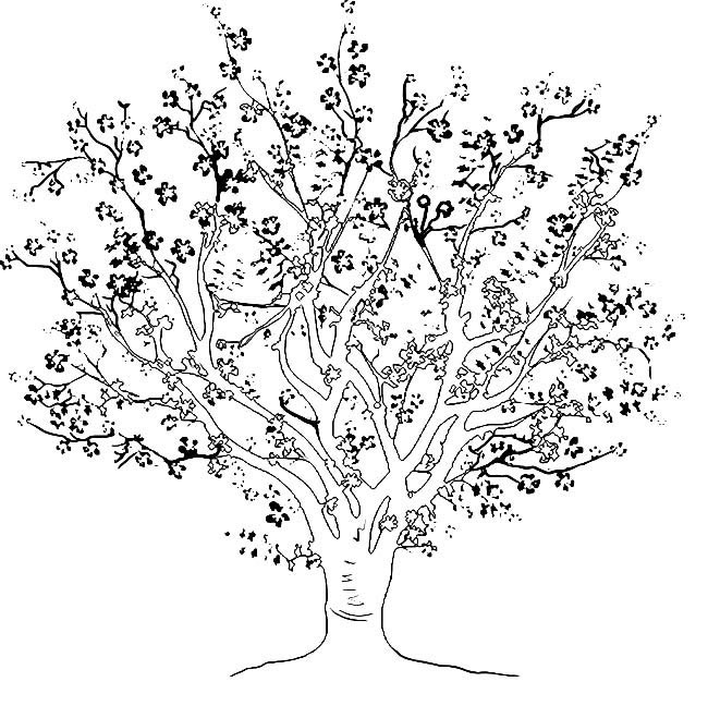 樱桃树植物花简笔画步骤图片大全