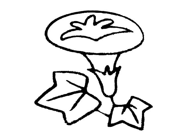 牵牛花植物花简笔画步骤图片大全